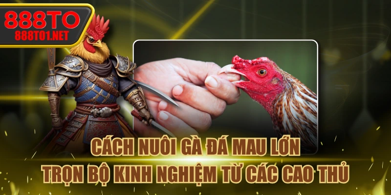 Cách Nuôi Gà Đá Mau Lớn - Trọn Bộ Kinh Nghiệm Từ Các Cao Thủ