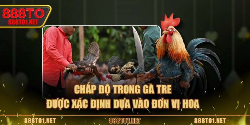 Chấp độ trong gà tre được xác định dựa vào đơn vị hoa