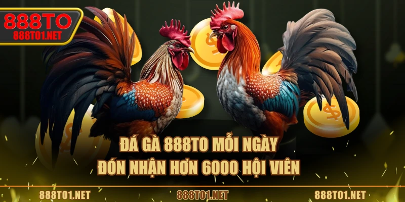 Đá gà 888TO mỗi ngày đón nhận hơn 6000 hội viên