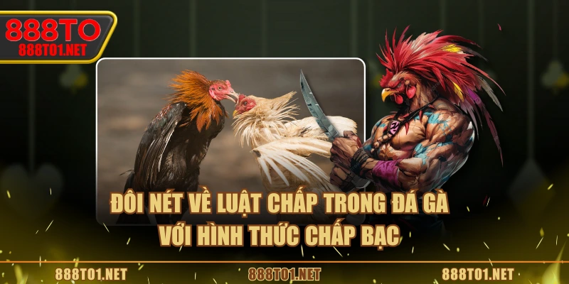 Đôi nét về luật chấp trong đá gà với hình thức chấp bạc
