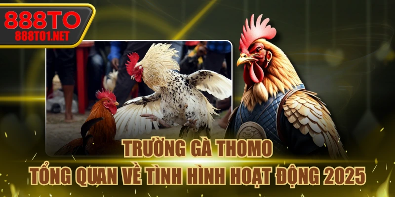 Trường Gà Thomo - Tổng Quan Về Tình Hình Hoạt Động 2025
