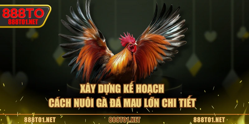 Xây dựng kế hoạch, cách nuôi gà đá mau lớn chi tiết